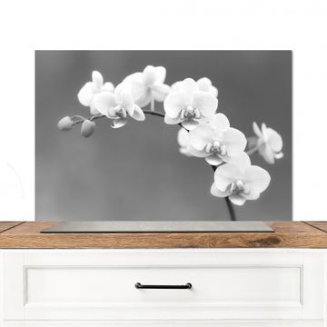 Paraschizzi - Splendore monocromatico dell'orchidea